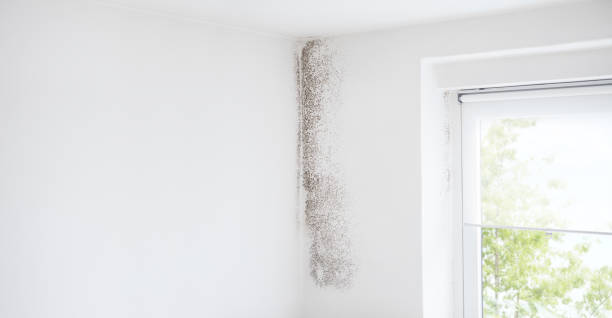 Professional Mold Removal in Parks, AZ